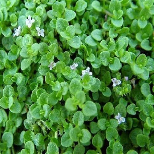 6 x Korsische Minze - Mentha Requienii Topf 9x9cm: Bodendecker, intensives Minzaroma, ideal für Teppichbeete. von Arborix, grüner und billiger!