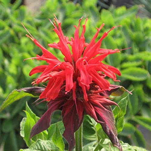 6 x Indianernessel 'Cambridge Scarlet' - Monarda 'Cambridge Scarlet' Topf 9x9cm: Leuchtend rot, anspruchslos, bienenfreundlich. von Arborix, grüner und billiger!