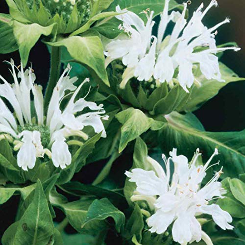 6 x Indianernessel 'Schneewittchen' - Monarda 'Schneewittchen' Topf 9x9cm: Weiße Blüten, duftend, für naturnahe Gärten. von Arborix, grüner und billiger!