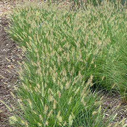 6 x Pennisetum Alop. 'Little Bunny' - Zwerg Lampenputzergras Little Bunny Pflanzcontainer 9cm x 9cm von Arborix