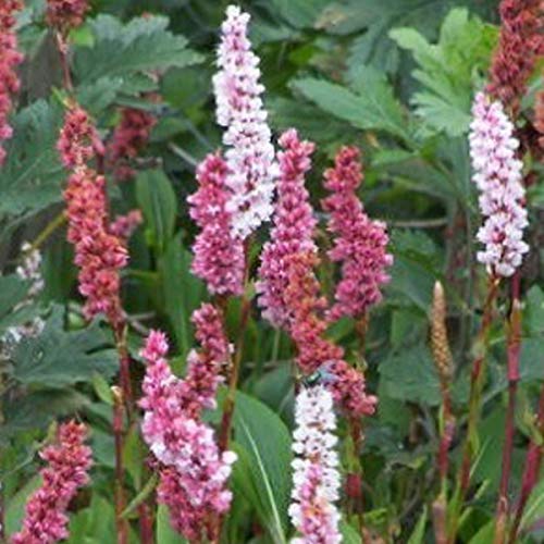 6 x Persicaria Affinis 'Darjeeling Red' - Knöterich Topf 9x9cm von Arborix