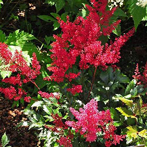 6 x Prachtspiere 'Red Sentinel' - Astilbe Japonica 'Red Sentinel' Topf 9x9cm: Rote Blüten, üppige Blütenstände, Bienenfreund. 6 x Prachtspiere 'Red Sentinel' - Astilbe Japonica 'Red Sentinel' Topf 9x9cm: Rote Blüten, üppige Blütenstände, Bienenfreund. von Arborix