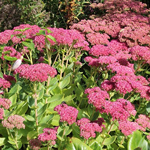 6 x Hohe Fetthenne 'Herbstfreude' - Sedum 'Herbstfreude' Topf 9x9cm: Spätsommerliche Freude im Garten von Arborix, grüner und billiger!