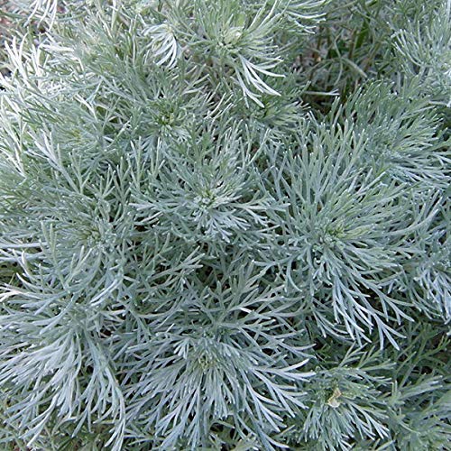 6 x Zwerg Silber Raute 'Nana' - Artemisia Schmidtiana 'Nana' Topf 9x9cm: Kleinwüchsige Sorte mit silbergrünem Laub. Hervorragend als Bodendecker oder in Steingärten. 6 x Zwerg Silber Raute 'Nana' - Artemisia Schmidtiana 'Nana' Topf 9x9cm: Kleinwüchsige Sorte mit silbergrünem Laub. Hervorragend als Bodendecker oder in Steingärten. von Arborix