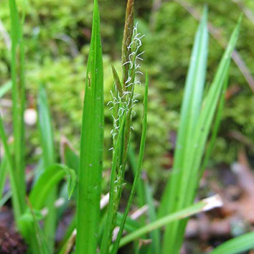 6er-Pack Waldige Segge - Carex Sylvatica: Waldatmosphäre im 9x9cm Topf. von Arborix