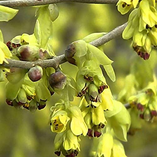 Ährige Scheinhasel - Corylopsis Spicata - 30-40 cm Topf - Gelbe Blüten, pflegeleicht von Arborix