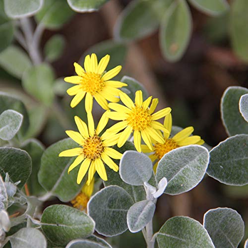 Brachyglottis 'Sunshine' - Sonnenschein 20-30 cm Topf - Immergrüner Strauch mit Leuchtend Gelben Blüten von Arborix