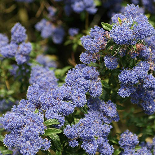 Säckelblume 'Concha' - Ceanothus 'Concha' 30-40 cm Topf - Blaue Blüten, attraktiv für Vögel von Arborix