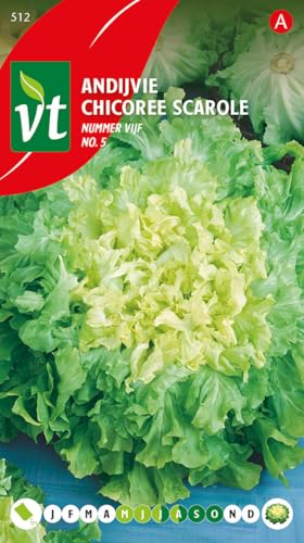 Chicorée Escarole Nummer 5 - Gemüsesamen von Arborix