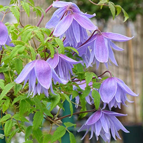 Clematis Alpina 'Frankie' - Waldrebe 50-60 cm Pflanzcontainer von Arborix, grüner und billiger!