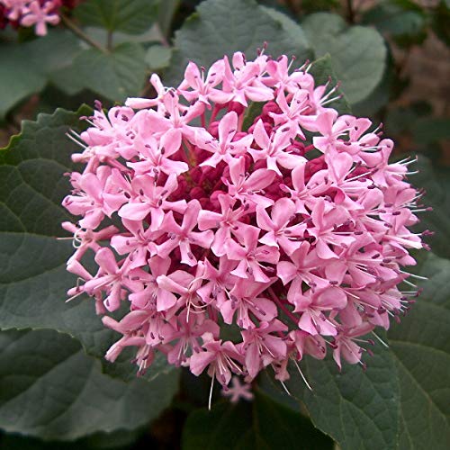 Losbaum, Ruhmesblume - Clerodendrum Bungei - 50-60 cm Topf - Der Herrliche Losstrauch mit rosa Blüten von Arborix