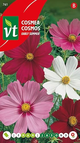 Cosmea Frühsommer, ein Sommer voller Blumen, Samen, 1 g, 150 Samen pro Gramm von Arborix