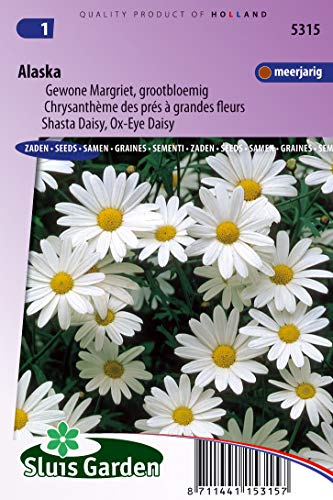 Daisy Ox-Eye, Shasta Daisy Alaska von Arborix