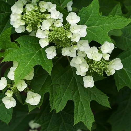 Eichenblatthortensie - Hydrangea Quercifolia 30-40 cm Topf - Eichenblättriges Laub im Herbst von Arborix