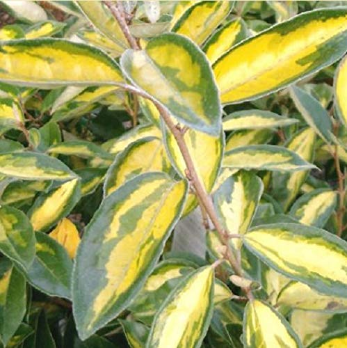 Wintergrüne Ölweide 'Limelight' - Elaeagnus Ebbingei 'Limelight' - 30-40 cm Topf - Gelbgrüne Blätter und duftende Blüten von Arborix