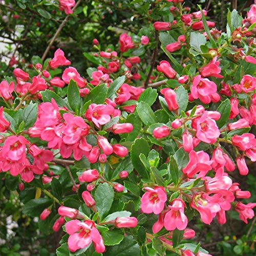 Andenstrauch 'Donard Seedling' - Escallonia 'Donard Seedling' 40-50 cm Topf - Immergrüner Strauch mit Zarten Rosa-Weißen Blüten von Arborix