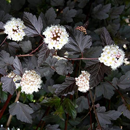 Fasanenspiere 'Red Baron' - Physocarpus Opulifolius 'Red Baron' - 30-40 cm Topf - Dunkelrotes Laub von Arborix