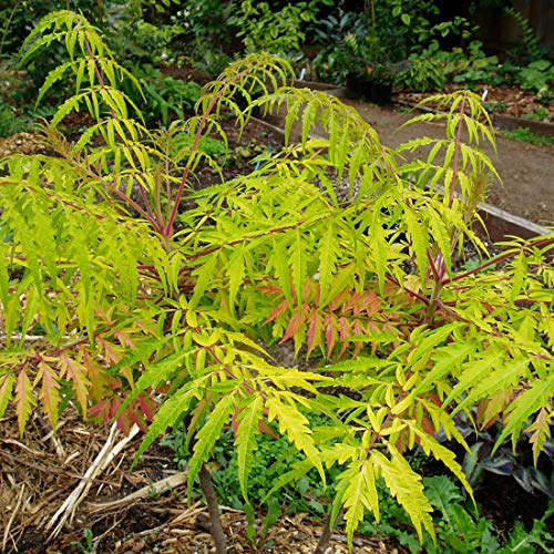 Gelbgrüner Essigbaum 'Tiger Eyes' (= 'Bailtiger') - Rhus Typhina Tiger Eyes - 30-40 cm Topf - Auffällig gefiedertes Laub von Arborix