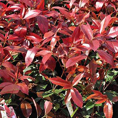 Glanzmispel 'Camilvy' - Photinia Fraseri 'Camilvy' - 40-60 cm Topf - Immergrüne Pflanze mit rotem Austrieb von Arborix