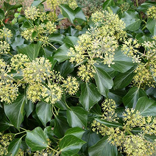 Kaukasischer Efeu 'Arborescens' - Hedera Colchica 'Arborescens' 30-40 cm Topf - Große Blätter, robust von Arborix