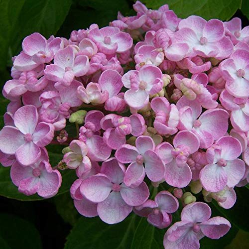 Bauernhortensie 'Ayesha' - Hydrangea Macrophylla 'Ayesha' 25-30 cm Topf - Einzigartige Schönheit unter den Hortensien von Arborix