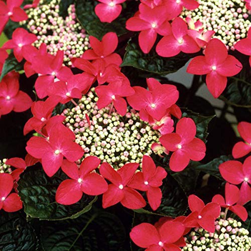 Tellerhortensie 'Teller Red' - Hydrangea 'Teller Red' - 25-30 cm Topf - Rote Blüten und beeindruckende Blütenköpfe von Arborix