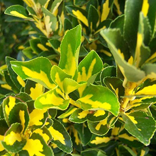 Japanspindel 'Aureus' - Euonymus Japonicus 'Aureus' (= 'Luna') 40-50 cm Topf - Goldgelbe Blätter von Arborix