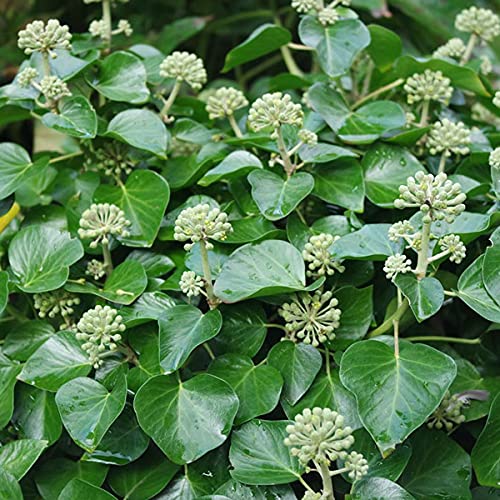 Kaukasischer Efeu 'Arbori Compact' - Hedera Helix 'Arbori Compact' - 20-25 cm Topf - Kompakte Form, pflegeleicht von Arborix