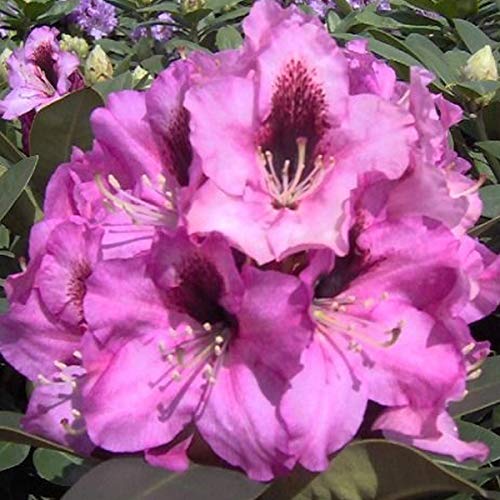 Rhododendron 'Kokardia' - Prächtige Blütenpracht 40-50 cm Topf von Arborix