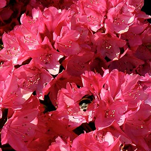 Rhododendron 'Nova Zembla' 40-50 cm Topf - Lebendige rote Blüten und robustes Wachstum von Arborix