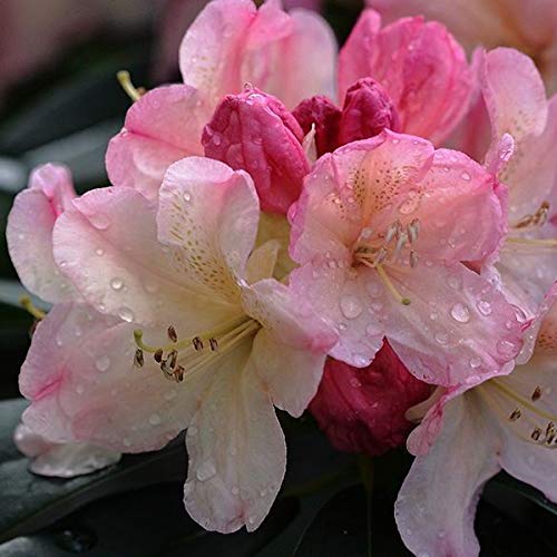 Rhododendron 'Percy Wiseman' - Farbenpracht 40-50 cm Topf von Arborix