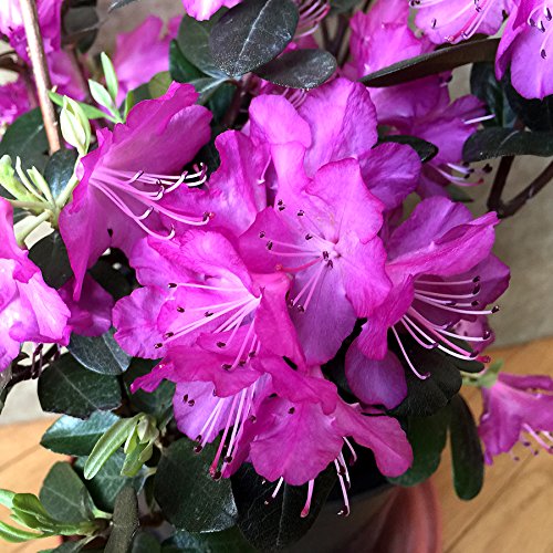 Rhododendron 'Praecox' 30-40 cm Topf - Früh blühende Pracht und Pflegehinweise für Ihren Garten von Arborix