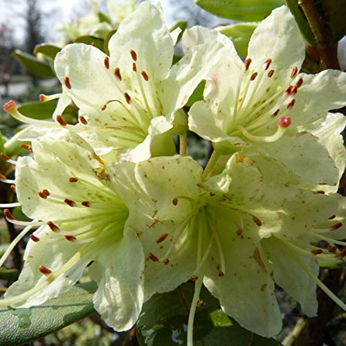 Rhododendron 'Shamrock' - Kompakter Wuchs mit schönen roten Blüten - 20-30 cm Topf von Arborix