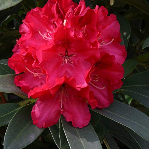 Rhododendron 'Wilgen's Ruby' - Kompakter Wuchs mit rubinroten Blüten - 40-50 cm Topf von Arborix