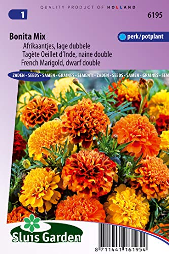 Ringelblume, französischer Zwerg Double Bonita Mix – Blumensamen | bunt und kompakt für lebendige Gartendekorationen von Arborix