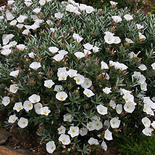 Silberwinde - Convolvulus Cneorum 25-30 cm Topf - Silbergraue Blätter, pflegeleicht von Arborix