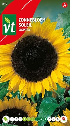 Sonnenblume Giganteus The Tall Big Sunflower Samen von Arborix