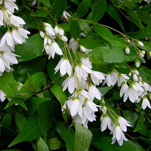 Sternchenstrauch 'Nikko' - Deutzia Gracilis 'Nikko' - 25-30 cm Topf - Weiße Blüten, bienenfreundlich von Arborix