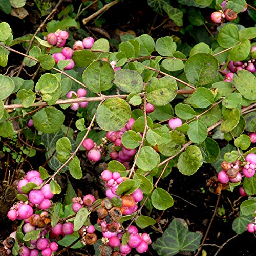 Schneebeere - Symphoricarpos Doorenbos 'Amethyst' 50-60 cm Topf - Lila Beeren und attraktives Laub von Arborix