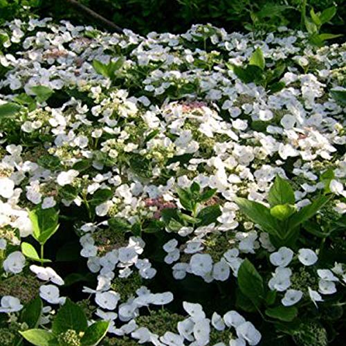 Tellerhortensie 'Teller White' - Hydrangea 'Teller White' 25-30 cm Topf - Weiße Blüten und auffällige Blütenstände von Arborix