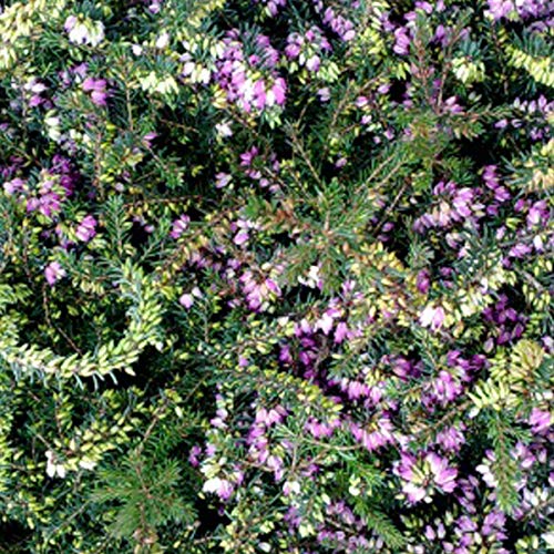 Winterheide Rot - Erica Carnea Rot - 10-12 cm Topf - Niedrig wachsende Pflanze mit roten Blüten von Arborix