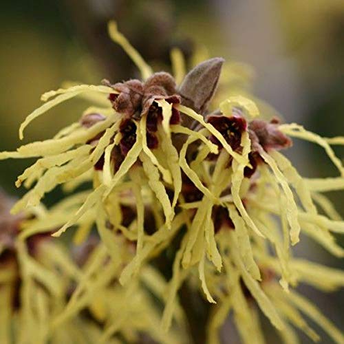 Zaubernuss 'Pallida' - Hamamelis Intermedia 'Pallida' 40-60 cm Topf - Ein Hauch von Sonnenschein im Wintergarten von Arborix