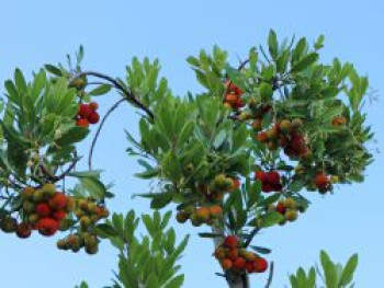 Erdbeerbaum 'Compacta', 20-30 cm, Arbutus unedo 'Compacta', Containerware von Arbutus unedo 'Compacta'