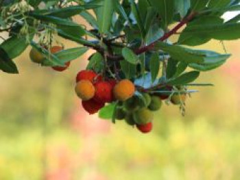 Westlicher Erdbeerbaum, 40-60 cm, Arbutus unedo, Containerware von Arbutus unedo