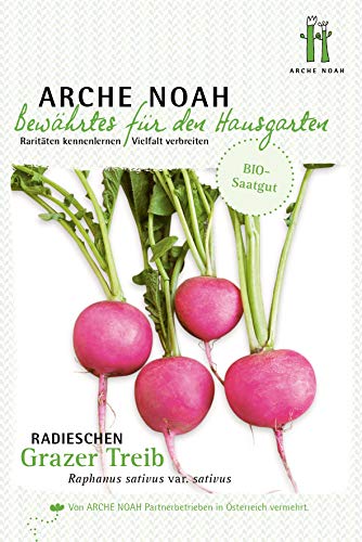 Arche Noah 6650 Radieschen Grazer Treib (Bio-Radieschensamen) von Arche Noah