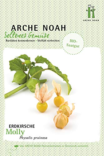 Arche Noah 7684 Erdkirsche Molly (Bio-Erdkirschensamen) von Arche Noah