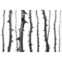 Architects Paper Fototapete "Atelier 47 Blurred Thorns 2", floral, Natur Fototapete BlurredThorns 4,00 m x 2,70 m 200 g Vlies Premium Tapete Ast von Architects Paper