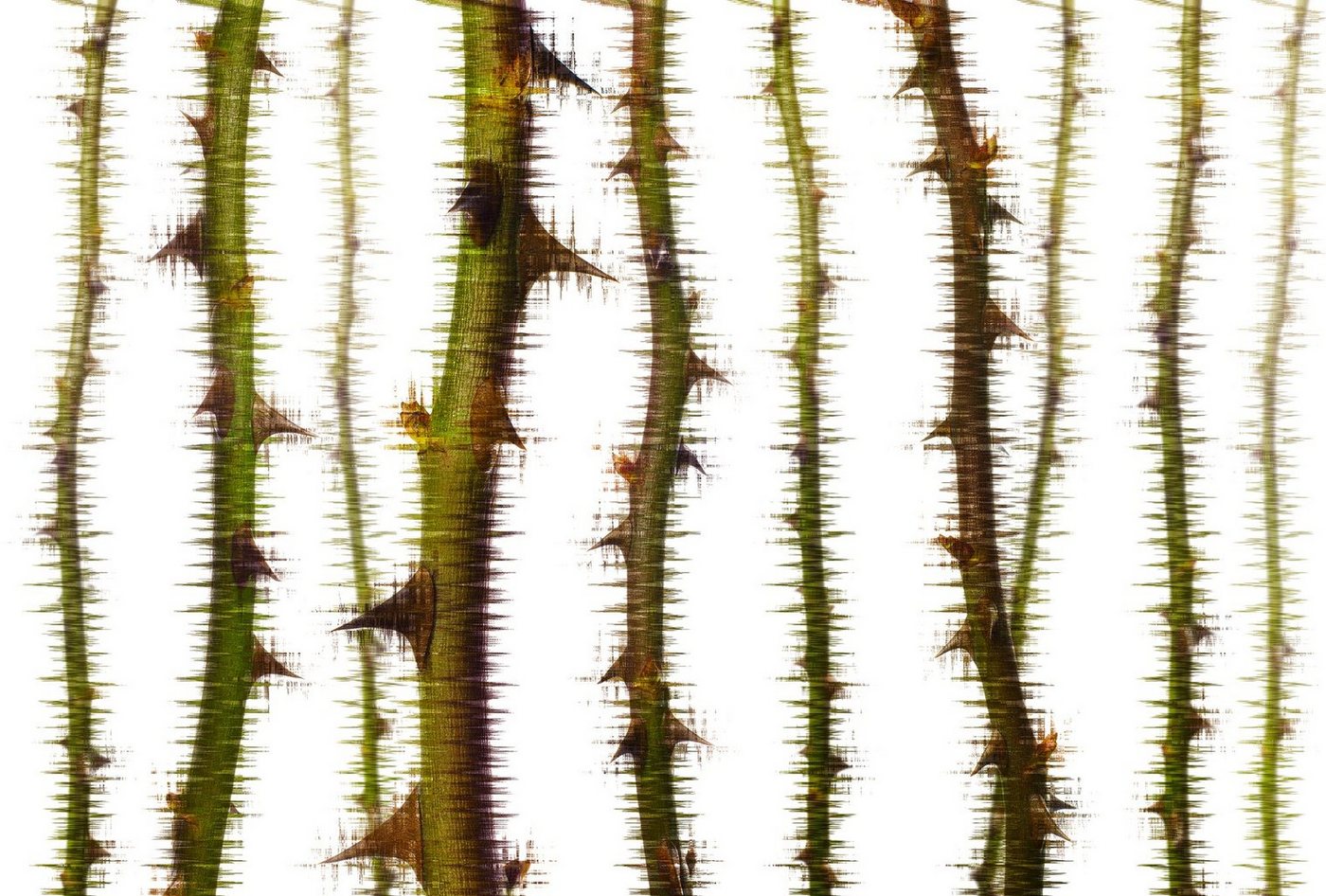 Architects Paper Fototapete Atelier 47 Blurred Thorns 2, glatt, floral, (4 St), Vlies, Wand, Schräge, Decke von Architects Paper