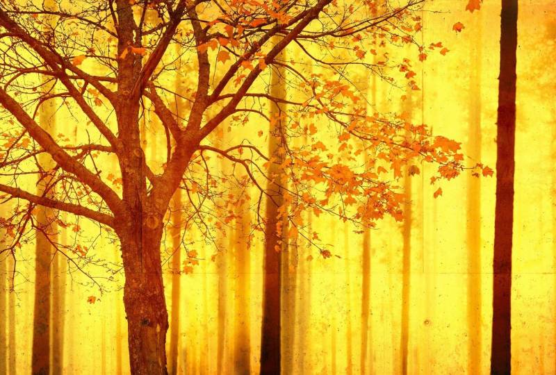 Architects Paper Fototapete Atelier 47 Edge 2, glatt, Wald, (4 St), Wald Fototapete Edge 4,00 m x 2,70 m 200 g Vlies Premium Tapete Natur von Architects Paper