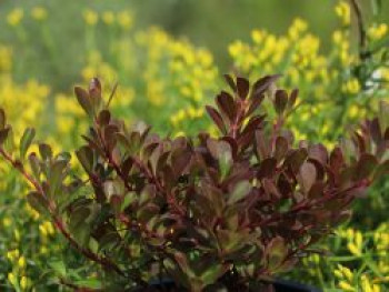 Echte Bärentraube / Europäische Bärentraube, Arctostaphylos uva-ursi, Topfware von Arctostaphylos uva-ursi